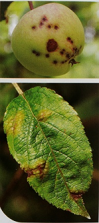 chrastavitost