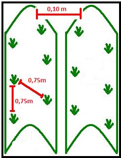 growing-strawberries-hill