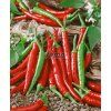 2565 semo zelenina paprika rocni smes barev chili2