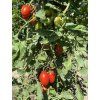 Paradajky Cherry Pollicino F1 kolíkové  Osobne pestované