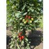 Paradajky Cherry Pollicino F1 kolíkové  Osobne pestované