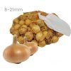 cibula sturgard 8 21 500g