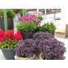 5900 semo bylinky bazalka prava purple ball 2