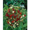 1201 semo zelenina jahodnik mesicni rujana2