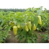 p2529 semo zelenina paprika rocni amyka f13