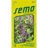 5904 semo bylinky bazalka prava cinamonette