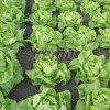p3882 semo zelenina salat hlavkovy humil 500x500